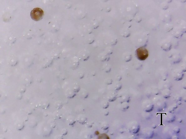 S20170209_003