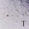 S20170209_006